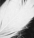 Feather